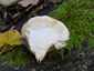 Süngomba (Hericium erinaceus), Budai-hegység